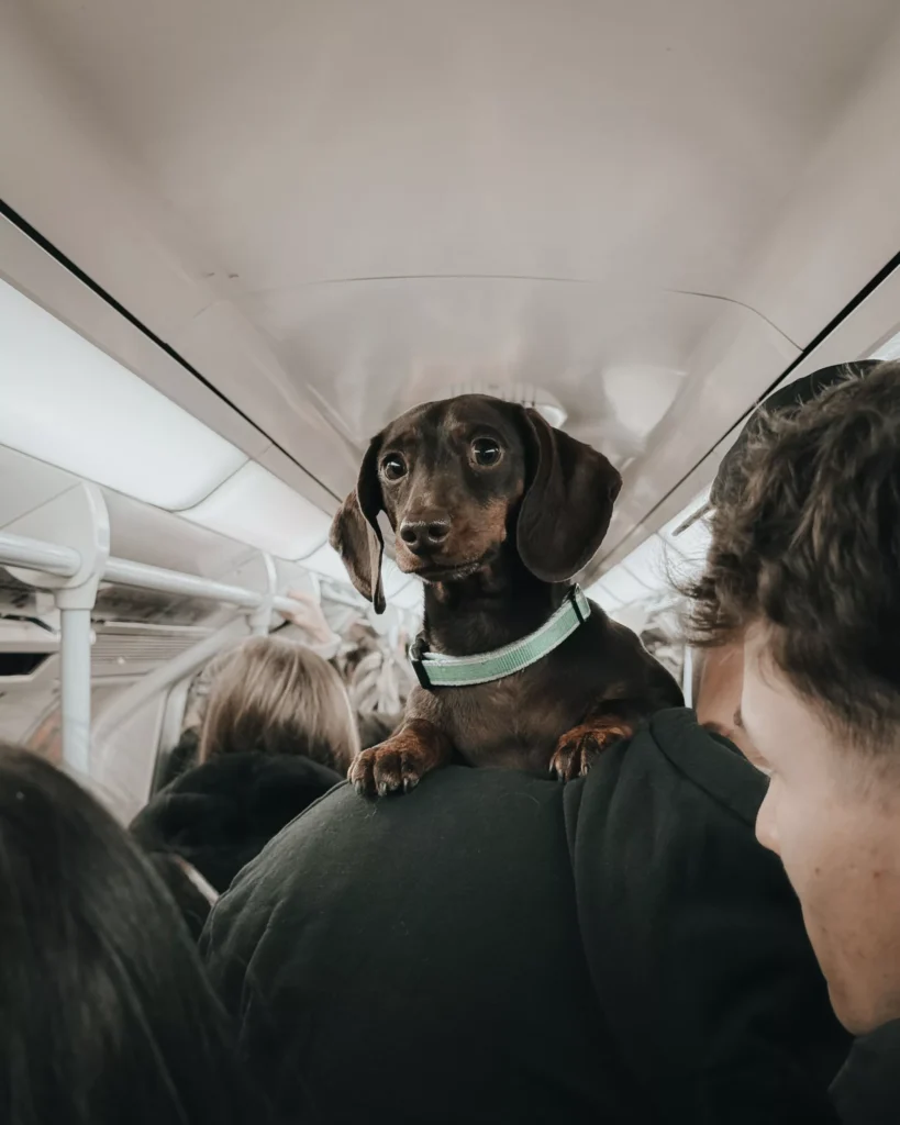Flying with pets in South Africa: Which airlines allow dogs and cats?